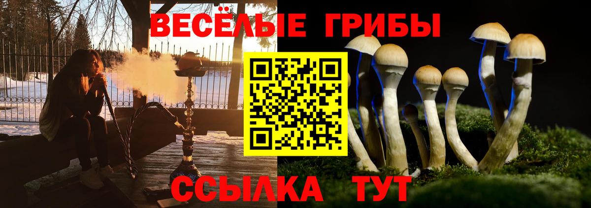 Псилоцибиновые грибы прущие грибы  Вход с VPN  Псилоцибиновые грибы GOLDEN TEACHER  Сосновый Бор 